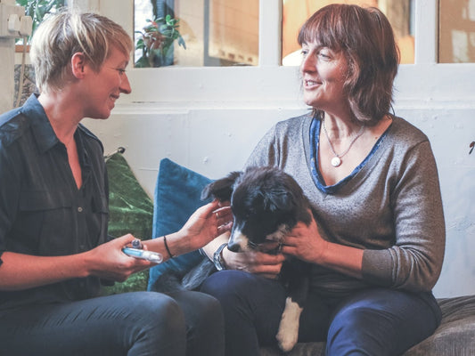 CBD for dogs and cats - what we can tell you as CBD experts - The Tonic CBD
